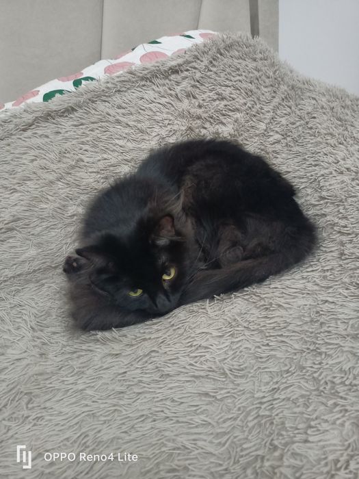 Отдам в хорошие Рукин кошку