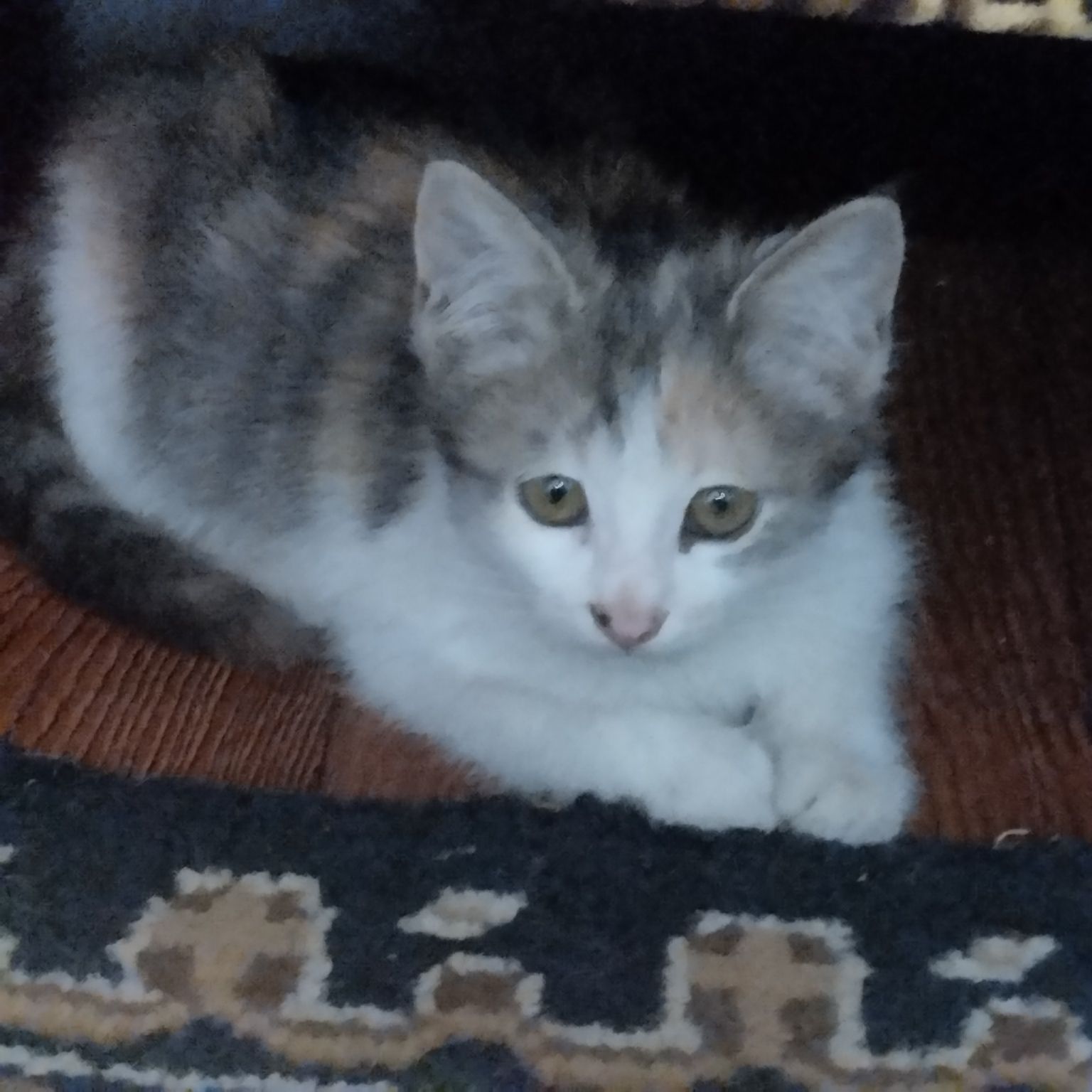 Котенок в добрые руки