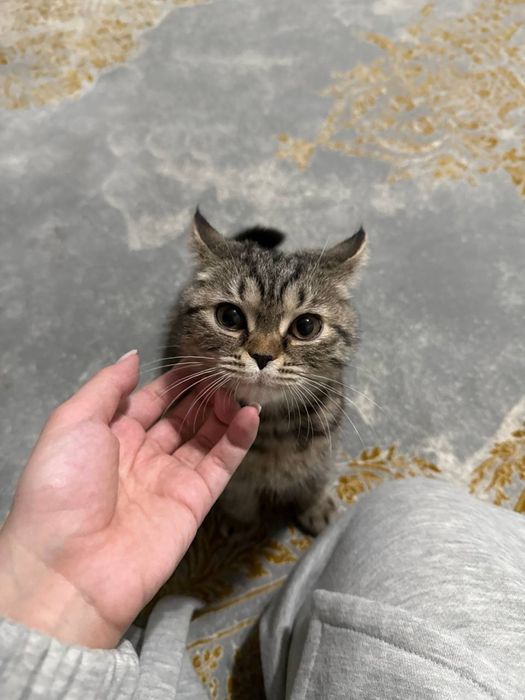 Отдам кота в хорошие руки