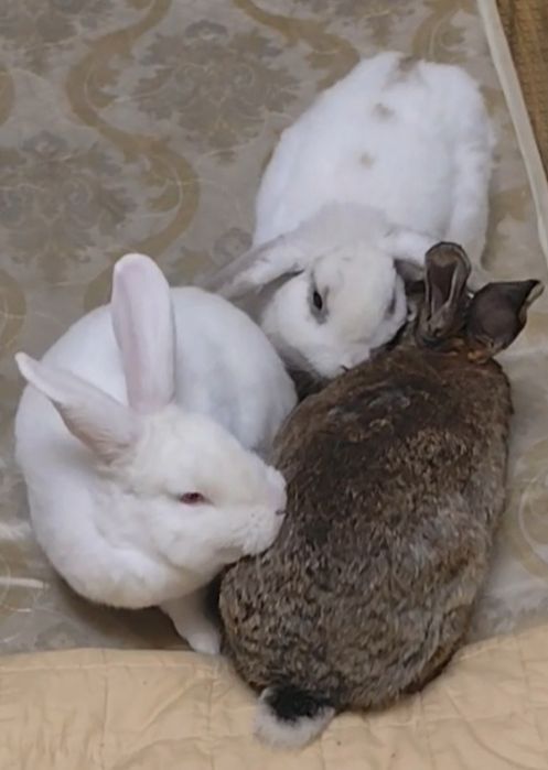 Отдам кроликов в хорошие руки