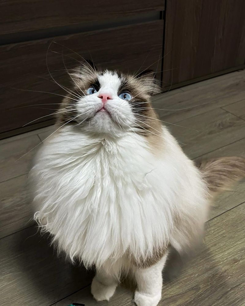 Мъжка Котка Рагдол