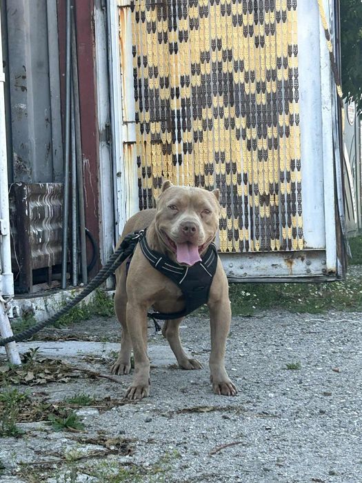 Питбулчета на на 2 седмици търсят нови стопани