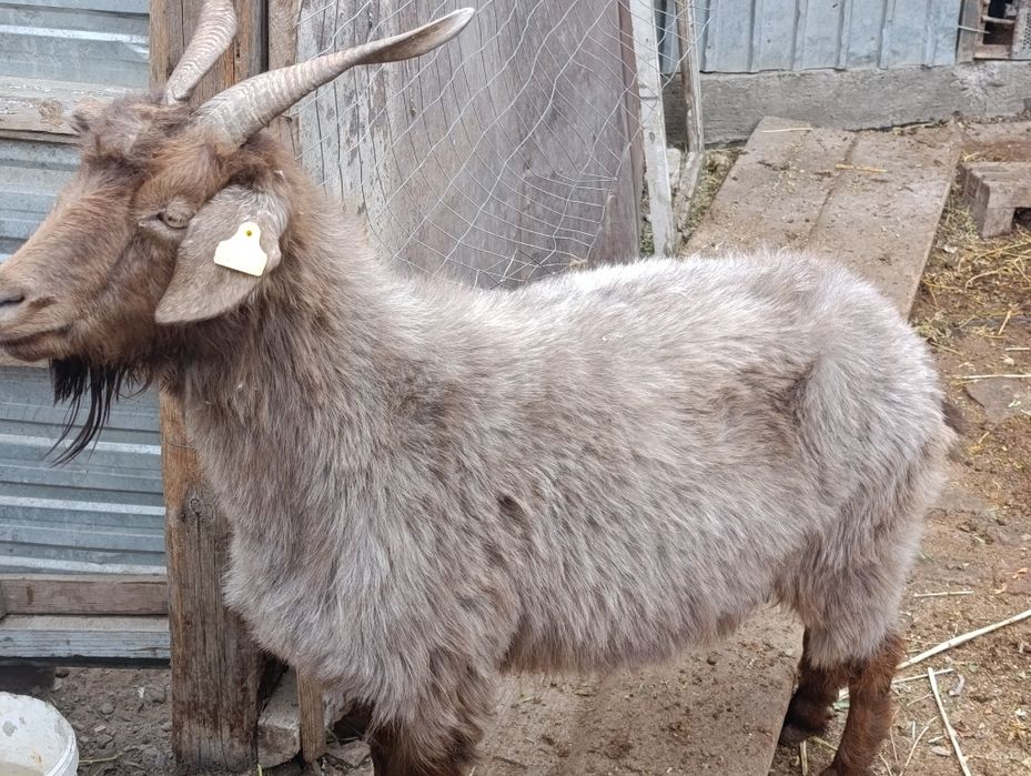 Ешкі  сатылады, жағдайы жақсы