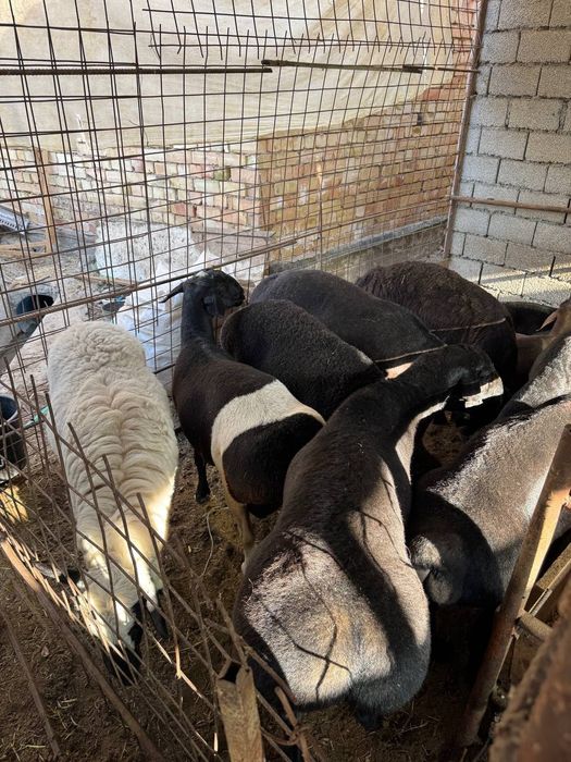 Qoʻy qoʻchqor qoy sotiladi