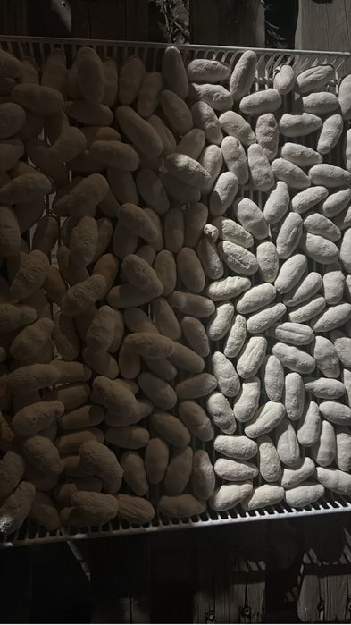 Қолдың таза табиғи құрты бар, Махамбет ауылынан, кг. 3500 теңге