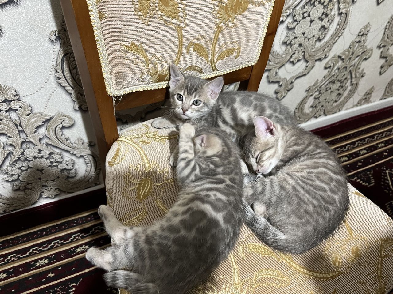 Бенгальские котята продаётся
