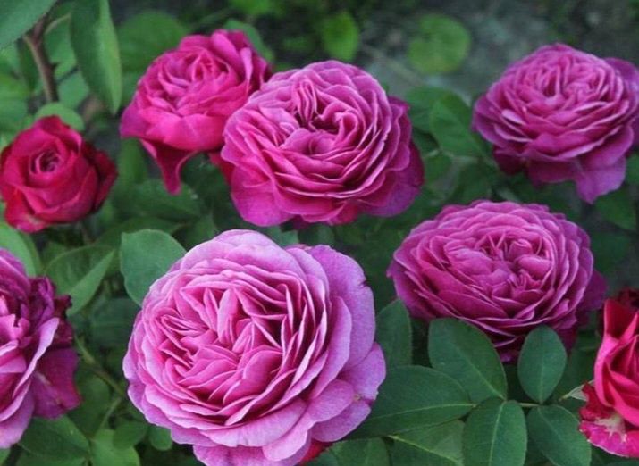 Цветы.     Цветы