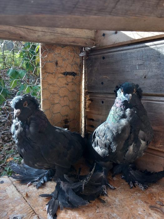 Uriași Maghiarii 2025