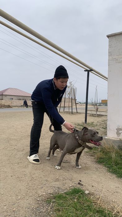 Питьульғо еркек 35кг 3 жас Пеплный пи