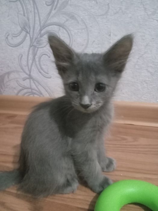 Маргау адеми еки ургашы. Акылды суйкимди