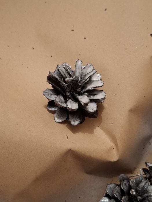 Шишки продам на поделки  украшения