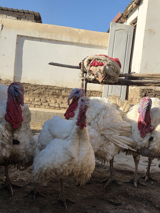 Big indikla 27 30kg yaqin