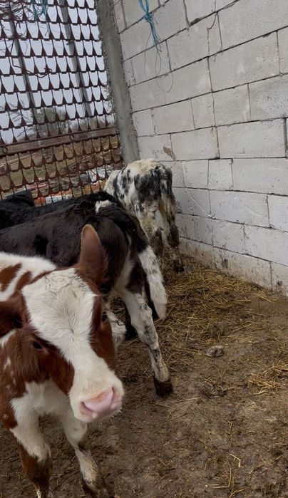 Vand lot de 10 vitele de rasă bună