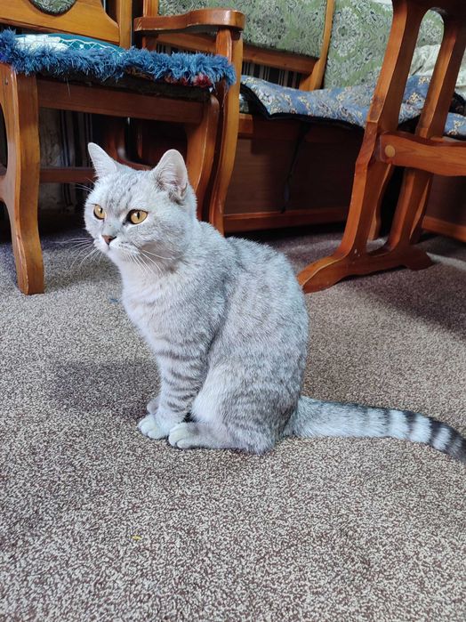 Кошка скотиш страйт