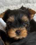 Baietel Yorkshire Terrier pedigree ACHR/FCI