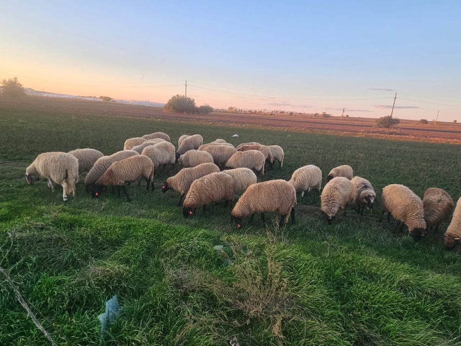 Oi Carabase de Teleorman