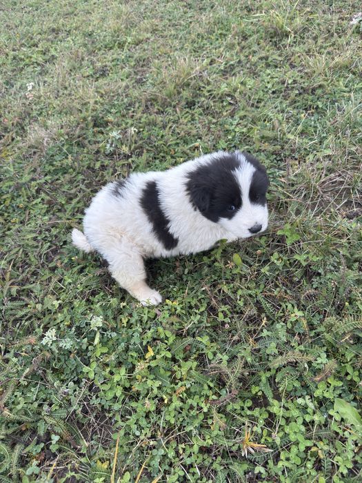 Femela ciobanesc de bucovina