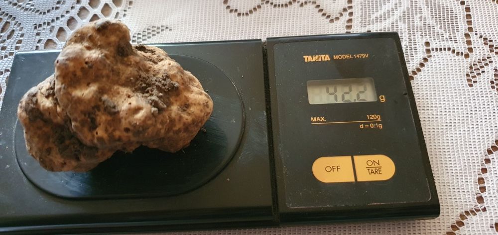 Продавам бял трюфел-Magnatum Pico за консумация