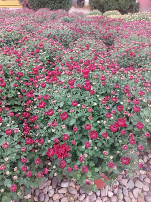 Crizanteme la gĥiveci