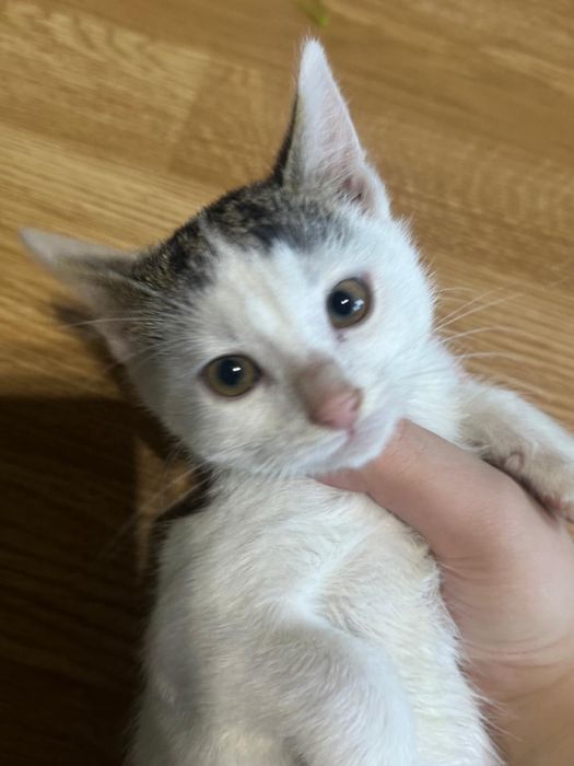 Motanei spre adoptie