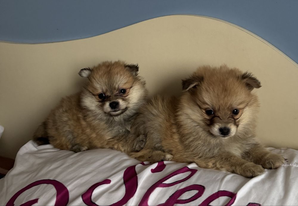 Pui spitz pomeranian superbi