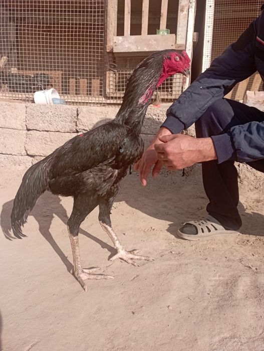 О шамо немец.март бошида чикан жожа сотилади.