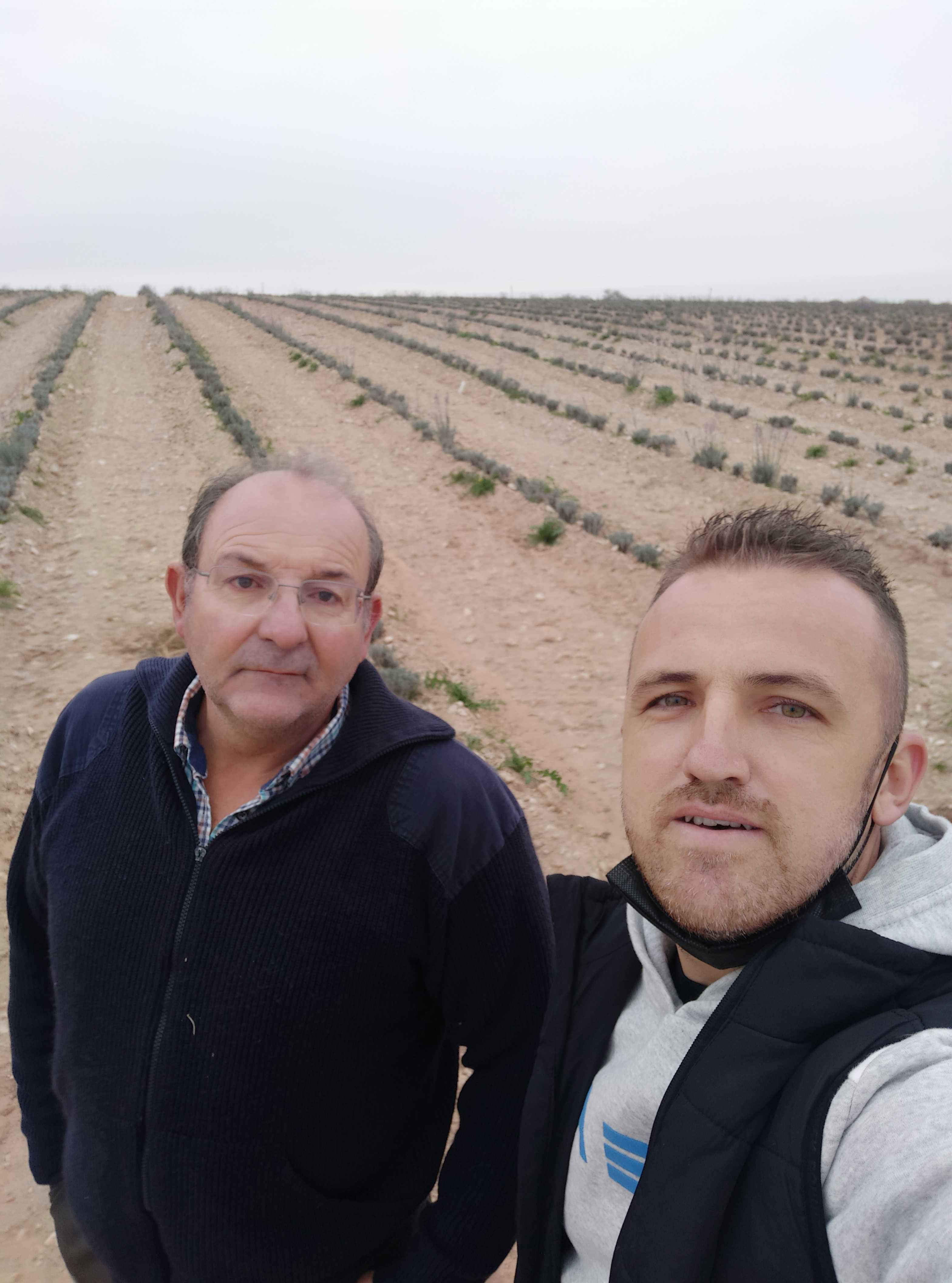 Butasi de lavanda