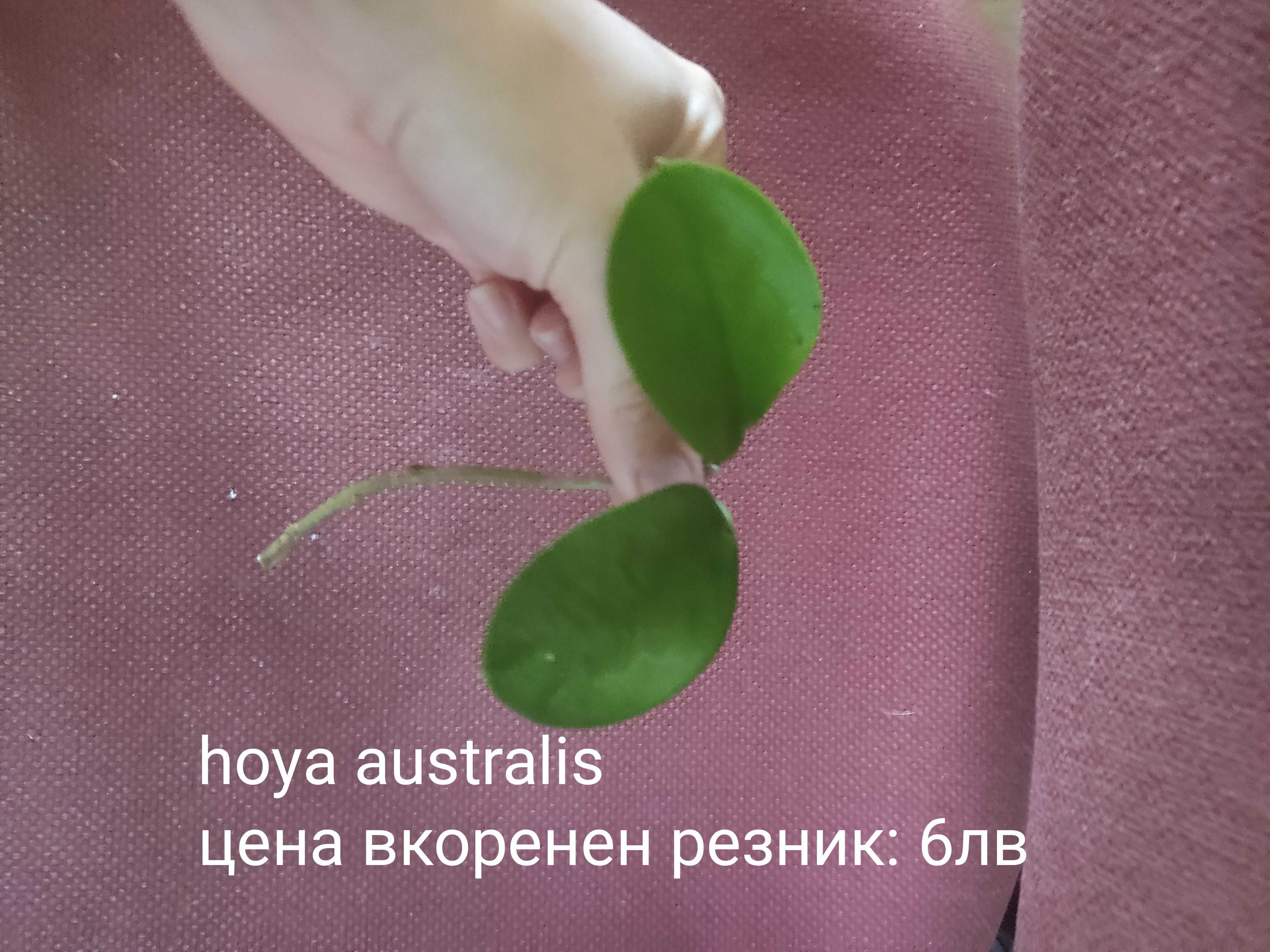 Растения хоя (различни видове)
