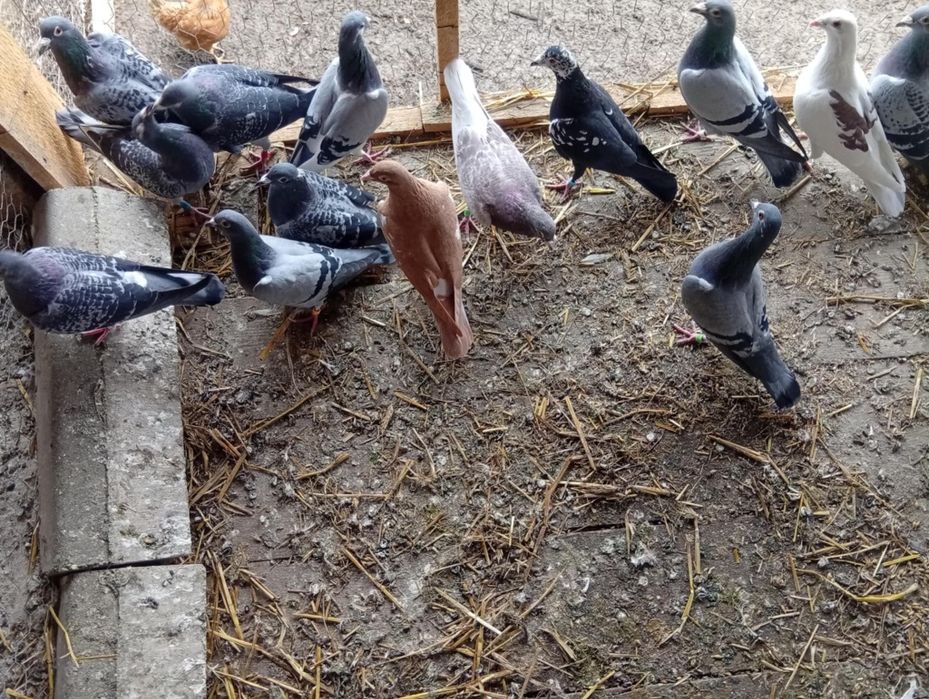 Vând porumbei Kingi, romani ,rotație și voiajor