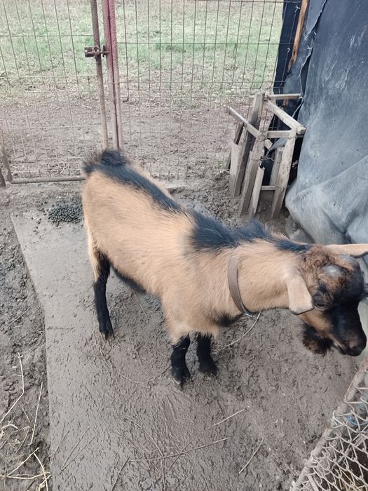 Vând țap rasa alpina franceza
