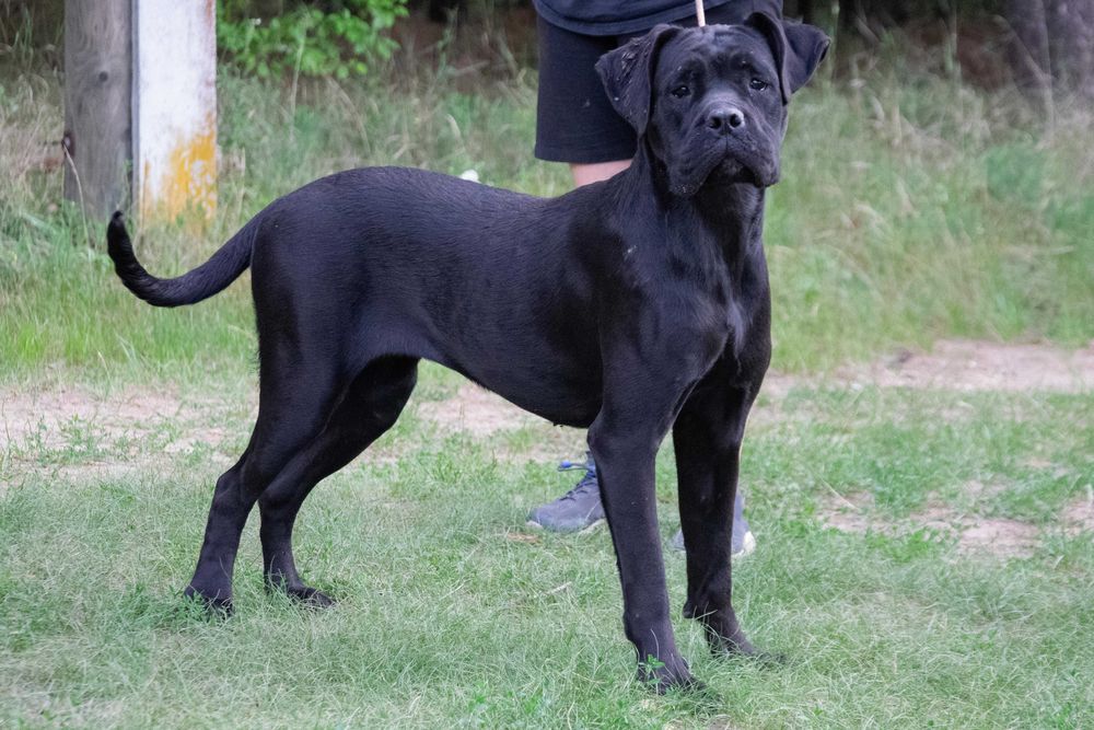Cane corso femela