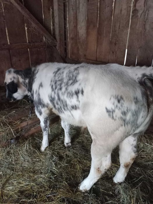 Vand doi tauri. Unul belgian, Unul balțat