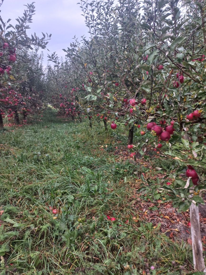 Mere Florina  naturale