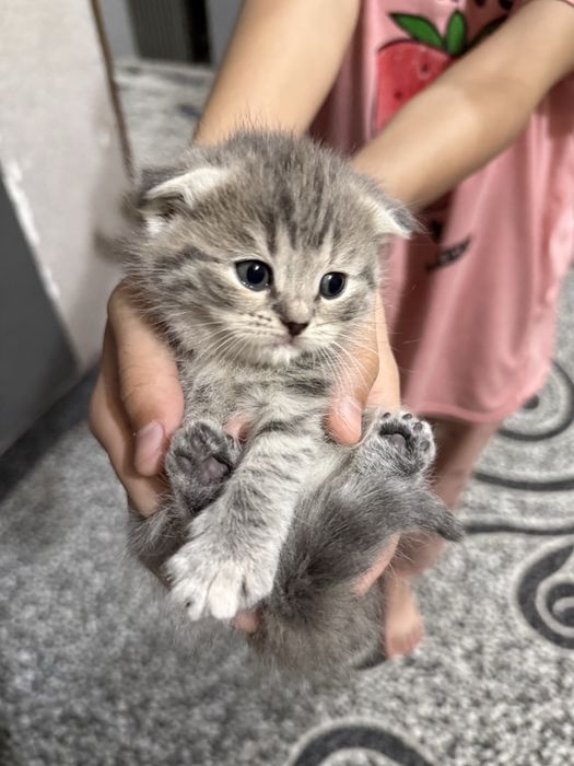 Котенок Скотиш Фолд 1 месяц