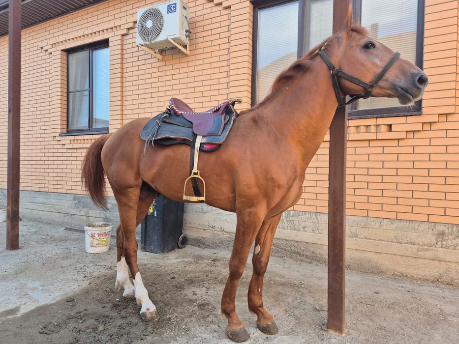 Мінгі Көкпарға Қырғызстан нан келген, Нұрқасқа 5 жаста