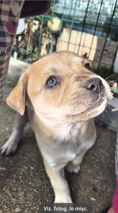 Se oferă spre adopție-metis amstaff