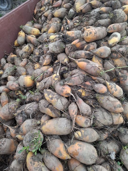 Vand sfecla furajeră