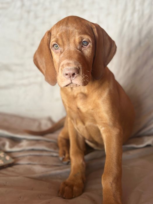 Donez vizsla maghiara