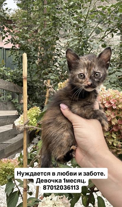 Котята ищут любящую семью