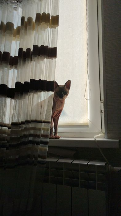 Канадский сфинкс вязка