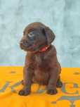 Labrador retriever ciocolatiu Pedigree