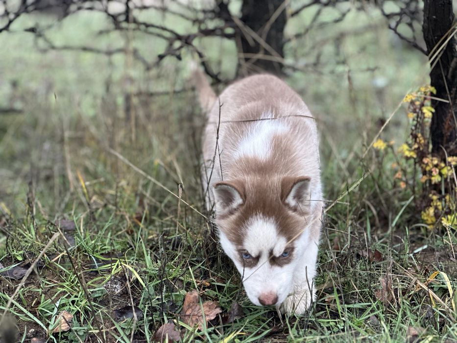 Femela husky(exemplar deosebit)!