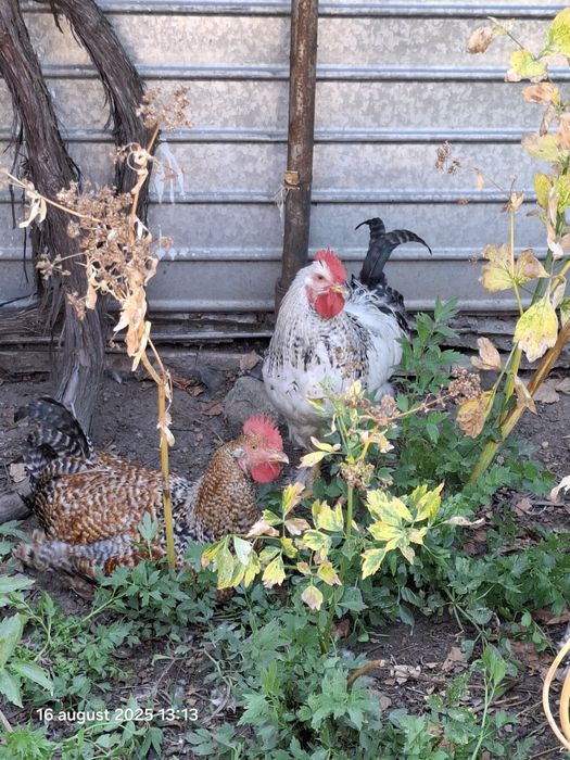 Păsări de vânzare