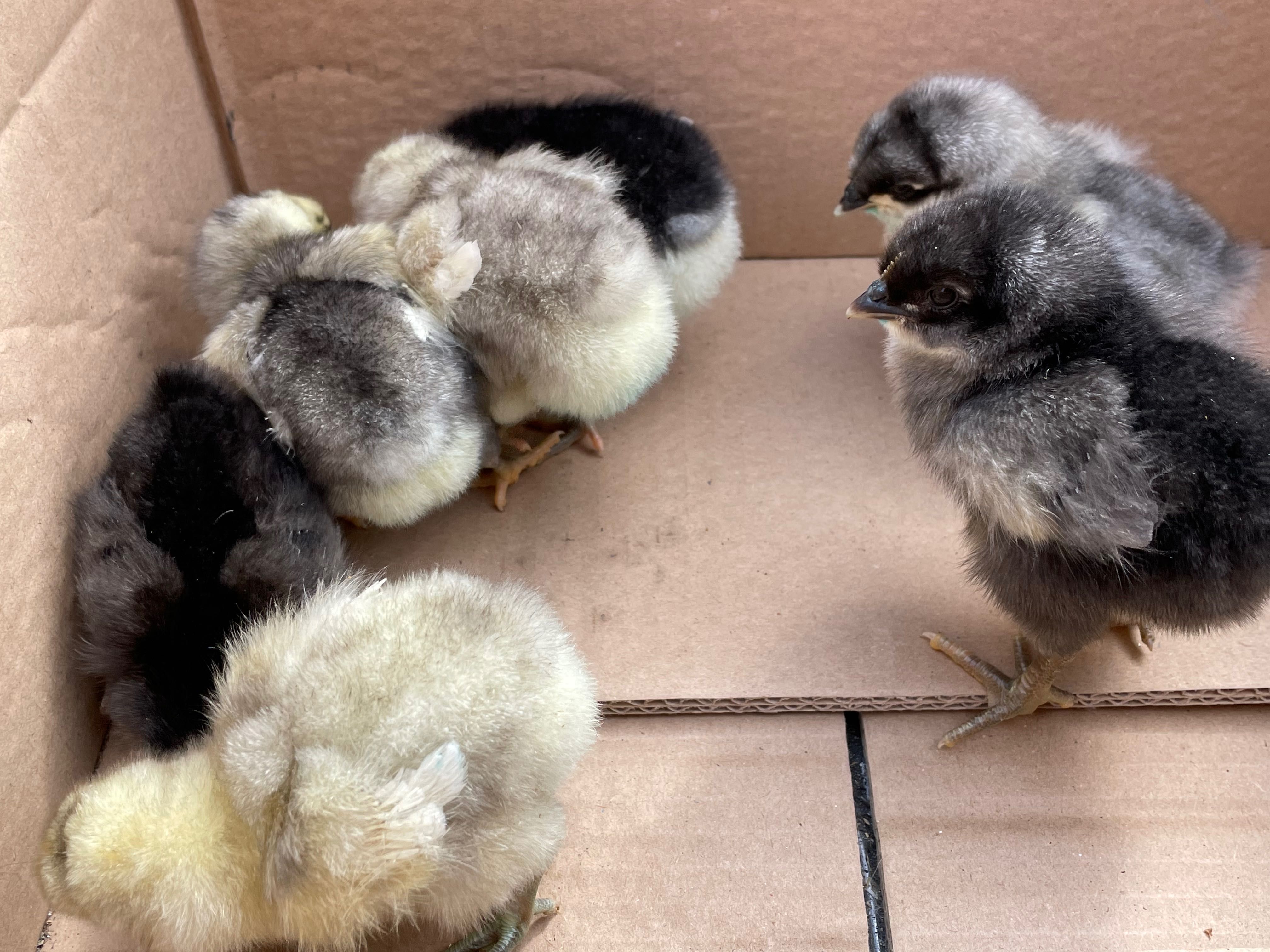 Australorp Albastru și Negru 3-5 zile