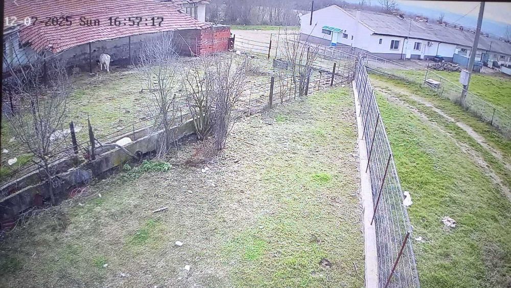 Продавам 10 броя прасета от 80 до 120 кг в облас Кюстендил