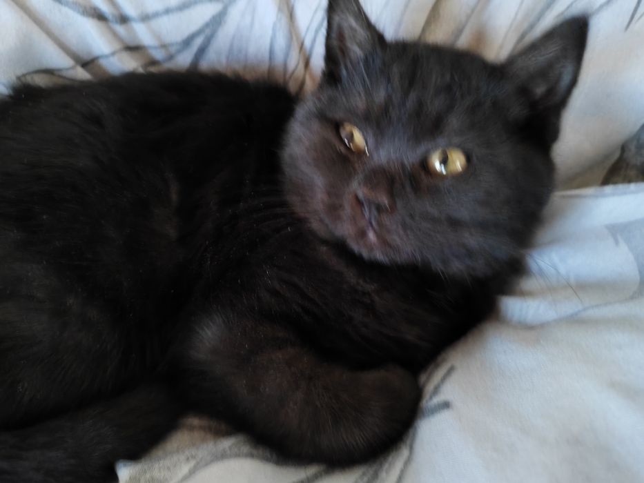 Tekin mushuk tahminan 2 oy atrofida