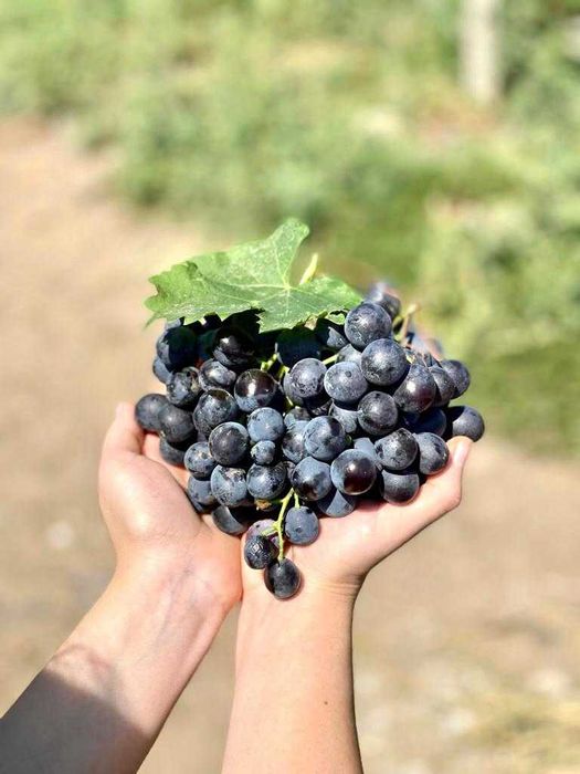 Vand struguri de vin si masa!