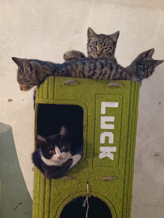 Котята ищут дом и добрых хозяев