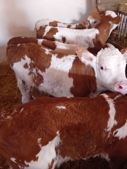 Taurasi și vitele baltate