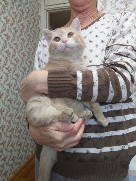 Красивый, здоровый котик в добрые руки